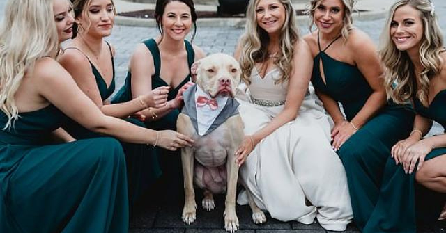 Chó cưng gây chú ý trong đám cưới khi được chọn làm phù rể