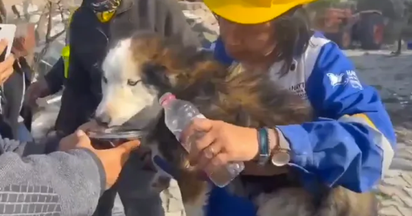 CLIP: Giải cứu chú chó mắc kẹt 22 ngày dưới đống đổ nát động đất ở Thổ Nhĩ Kỳ
