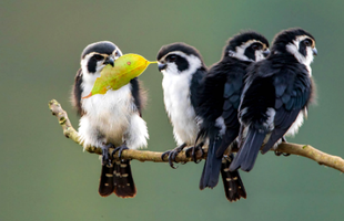 Loài chim săn mồi nhỏ nhất thế giới: Sát thủ ngoại hình đáng yêu, một đêm săn 10 cá thể