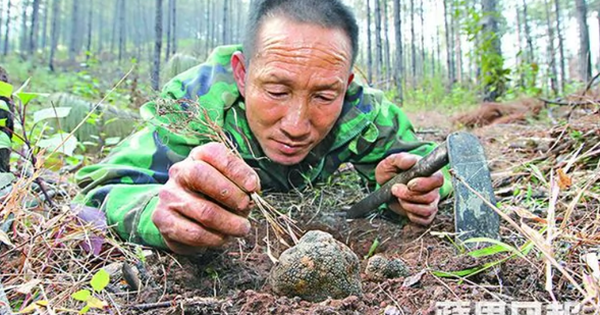 Lão nông đào được "hòn đá" đen sì tỏa mùi thơm, chuyên gia nói: 1 tỷ chỉ mua được 2 kg
