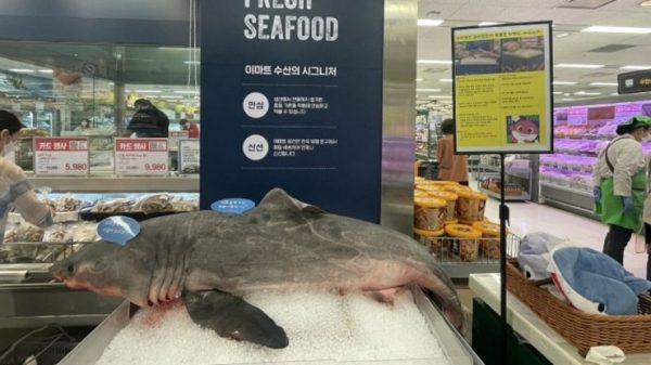 Hàn Quốc: giới trẻ đua nhau check-in... với xác cá mập trong siêu thị