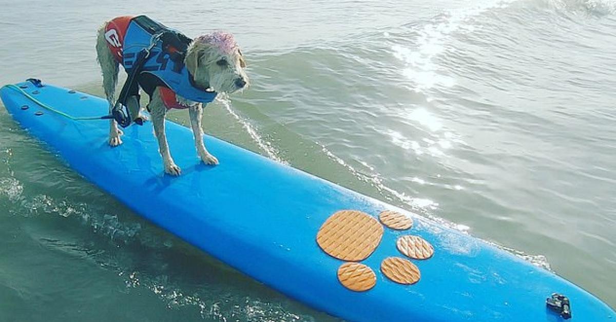 Clip: Chú chó lướt sóng giúp mọi người chiến đấu với sức khỏe tâm thần