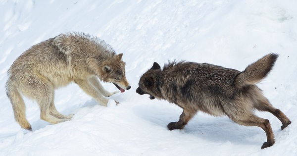Điều kỳ lạ xảy ra với những con sói bị nhiễm ký sinh trùng 