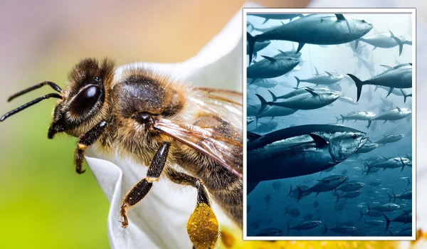 Ong vò vẽ bất ngờ bị xem như là 1 loài cá, khi biết nguyên nhân ai cũng phải tán thành