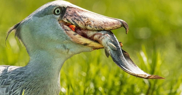Loài chim hung tợn nhất thế giới: Là thiên địch của cá sấu, sở hữu bộ mặt 