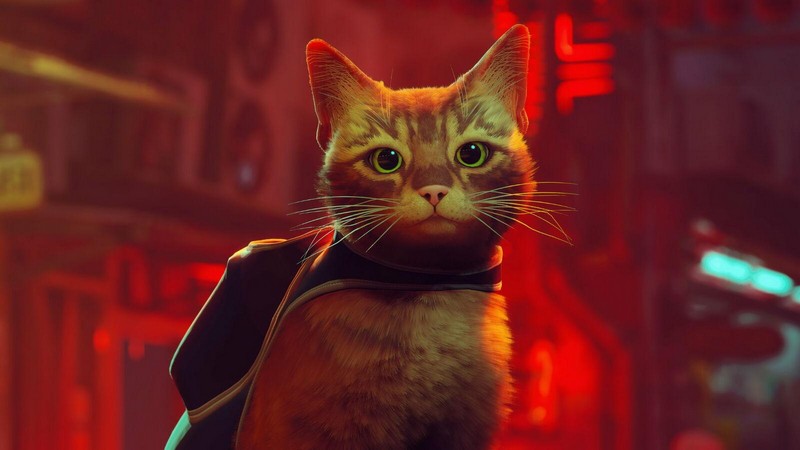 Game giả lập làm mèo Stray được chuyển thể thành phim hoạt hình