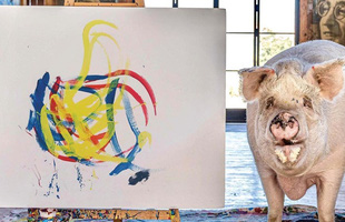 Bất ngờ xuất hiện chú lợn Pig Caso vẽ tranh 