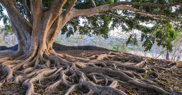 Rễ cây là thủ phạm gây ra nhiều sự kiện tuyệt chủng kinh hoàng nhất Trái đất?