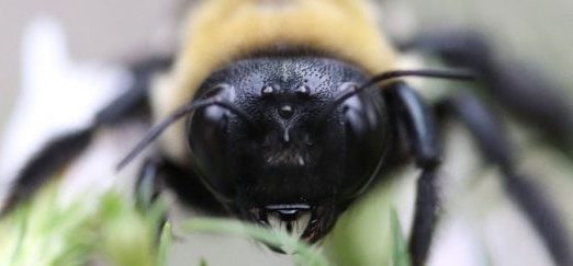 Úc: Ong là loài sinh vật có nọc độc đứng đầu trong danh sách các loài gây chết người