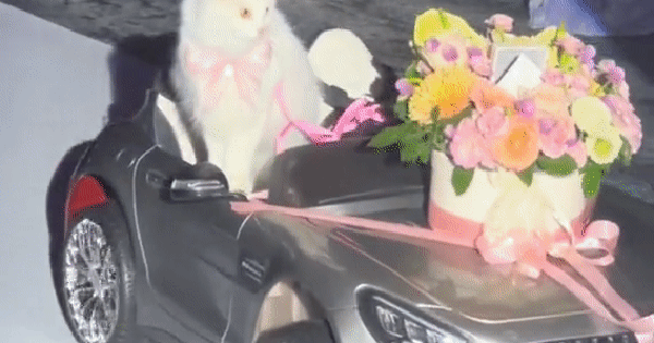 Video mèo trao nhẫn cưới hút triệu view