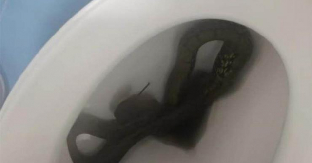 Đi vệ sinh, người phụ nữ kinh hoàng khi thấy con rắn chui ra từ bồn cầu