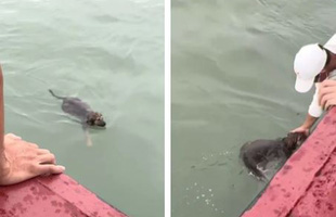 Chú chó dũng cảm bơi ở Vịnh Hạ Long cầu cứu vì bị chủ bỏ quên giữa biển gây sốt MXH TikTok