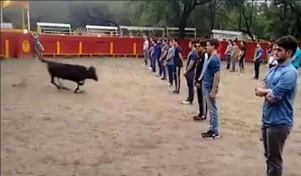 Thầy giáo ở Mexico bắt học sinh xếp hàng trước mặt bò tót khiến nhiều người bức xúc