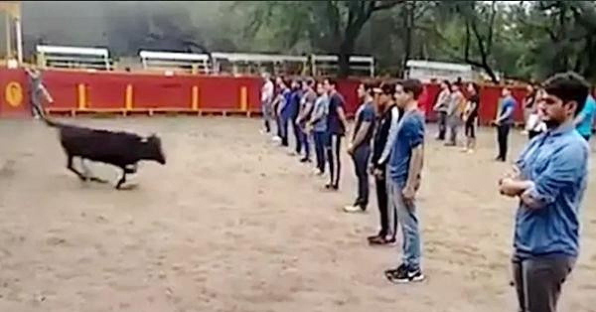 Thầy giáo ở Mexico gây tranh cãi khi bắt sinh viên xếp thành 3 hàng ngay trước mặt bò tót