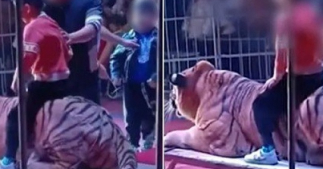 Rạp xiếc ở Trung Quốc gây sốc khi cho trẻ em ngồi lên lưng hổ để chụp ảnh