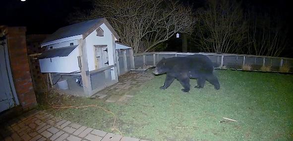 Không làm mà vẫn có ăn: 'Cậu' gấu đen đột nhập vào nhà dân ăn vụng đến nỗi béo phì