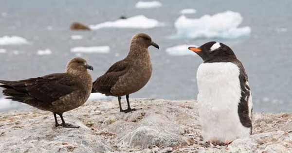 Lần đầu tiên phát hiện trường hợp nhiễm cúm gia cầm tại Nam Cực