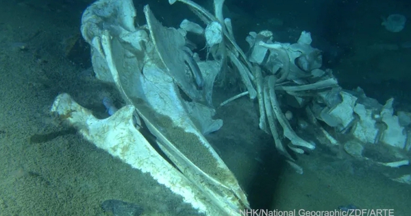 Quét camera dưới đáy Nam Cực, chuyên gia phát hiện “bữa tiệc” bất thường trong nghĩa địa cá voi