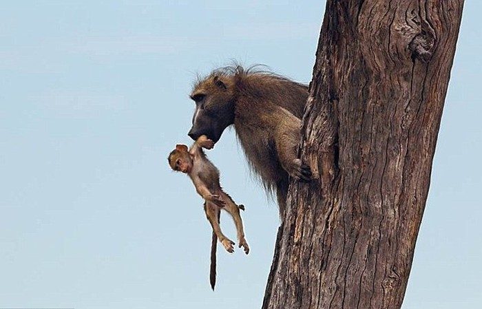 Em bé 4 tháng tuổi bị một nhóm khỉ ‘bắt cóc’, ném xuống mái nhà và t.ử v.ong ở Ấn Độ