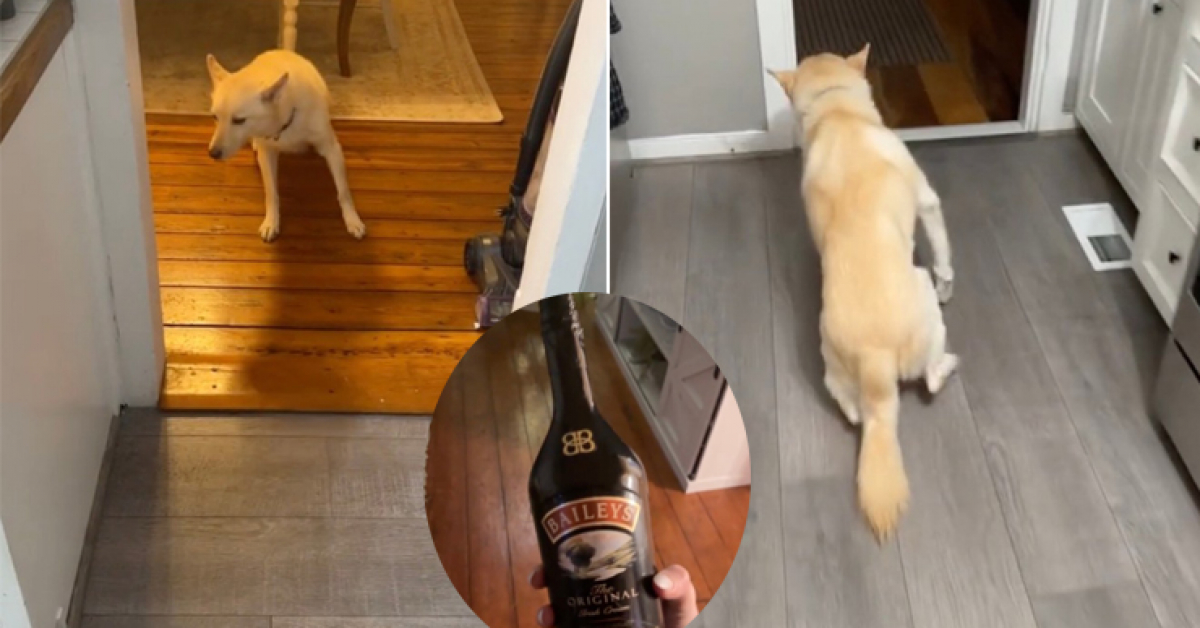Ở nhà một mình, chú chó uống rượu say xỉn 