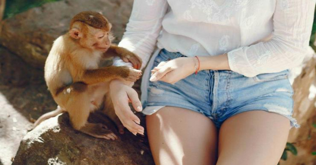 Clip: Chú khỉ có hành động bất ngờ khiến cô gái “dở khóc dở cười”