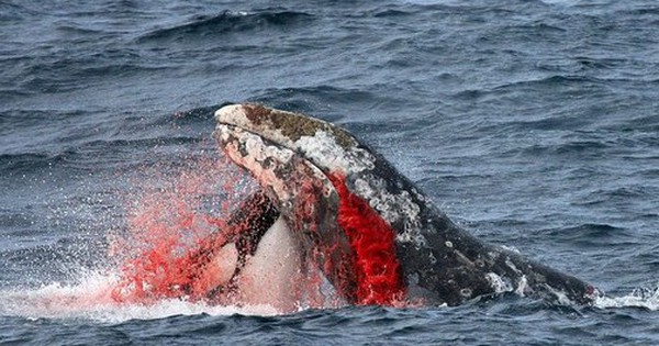Cá voi sát thủ đang học những hành vi mới đáng sợ, ngày càng thông minh hơn