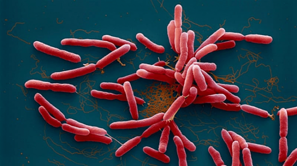 Sốc: Mỹ lần đầu tiên phát hiện vi khuẩn ăn thịt người trong đất và nước